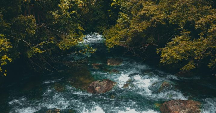 chile forest